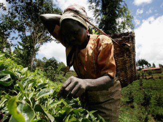 Female farm worker on a Kenyan tea estate (courtesy of http://www.theecologist.org/)